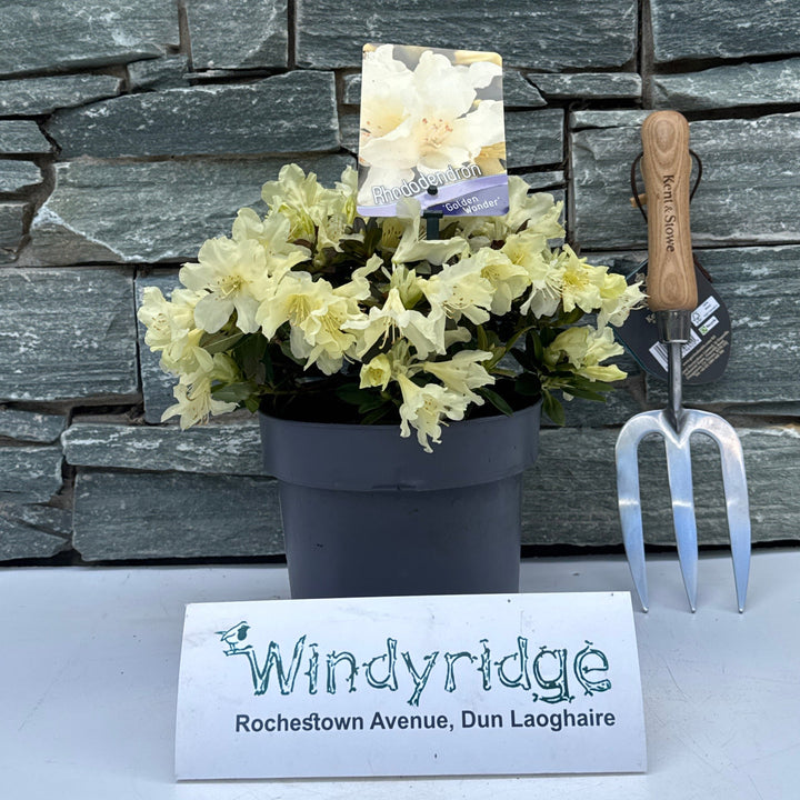 Rhododendron Golden Wonder