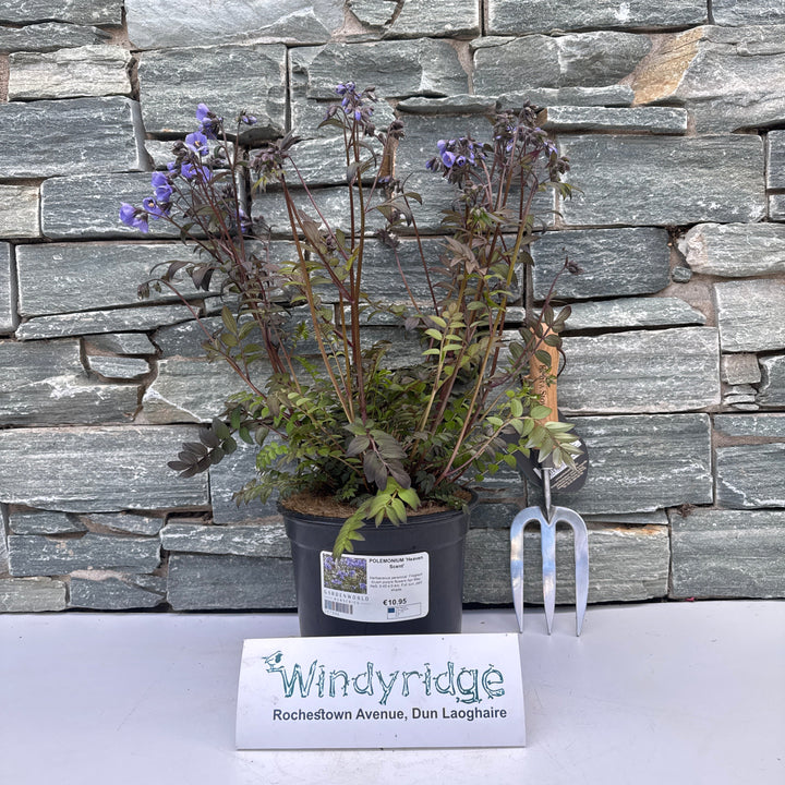 POLEMONIUM Heaven Scent