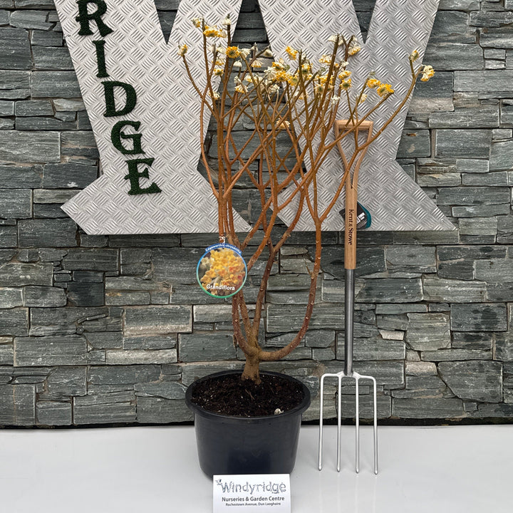 Edgeworthia Grandiflora C20 - Shrubs - Windyridge Garden Centre
