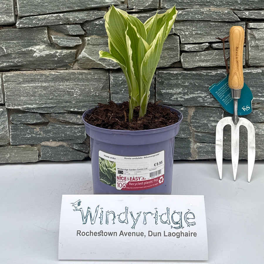 Hosta Undulata 'Albomarginata' - Herbaceous - Windyridge Garden Centre
