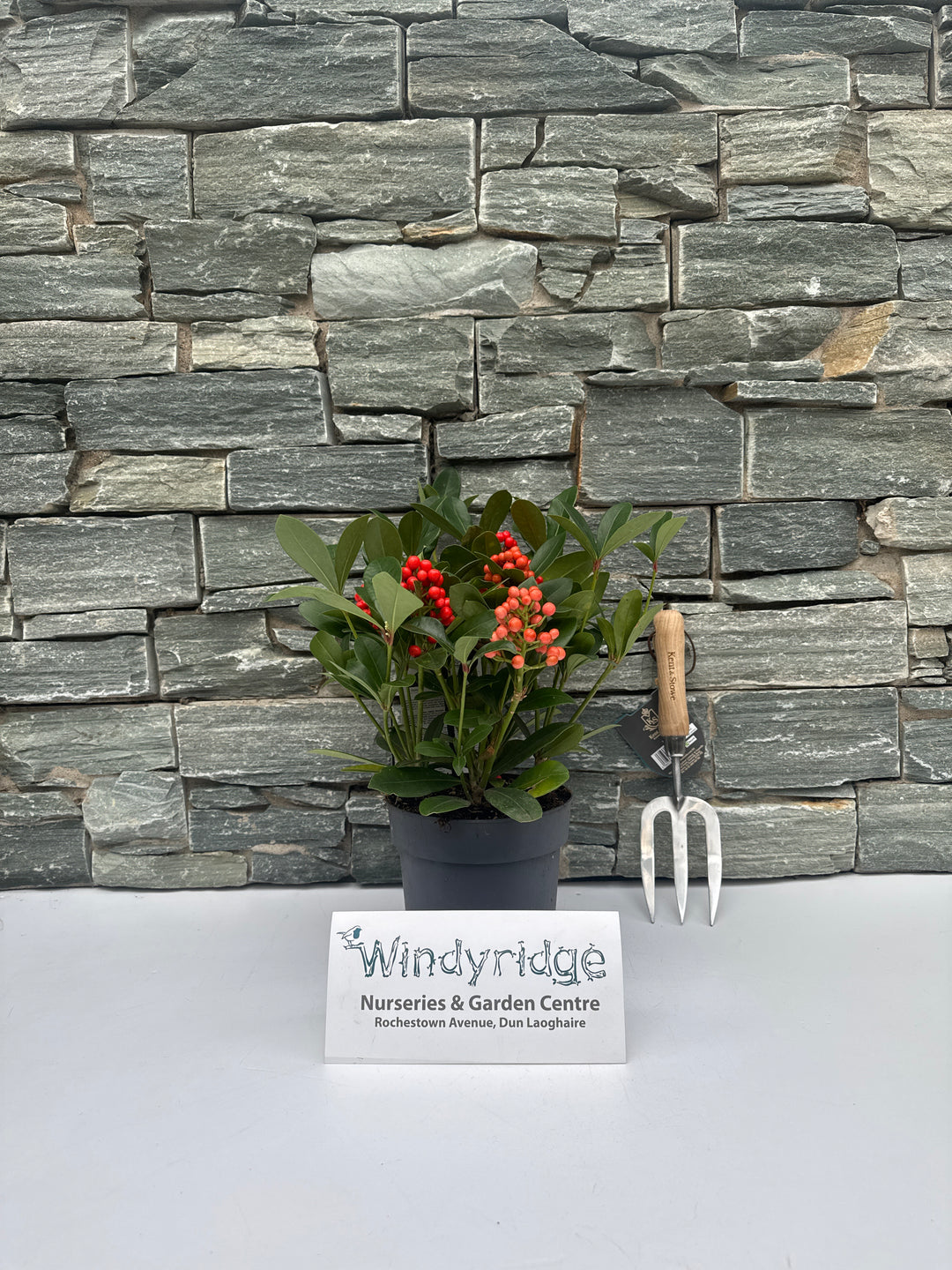 Skimmia jap. Temptation