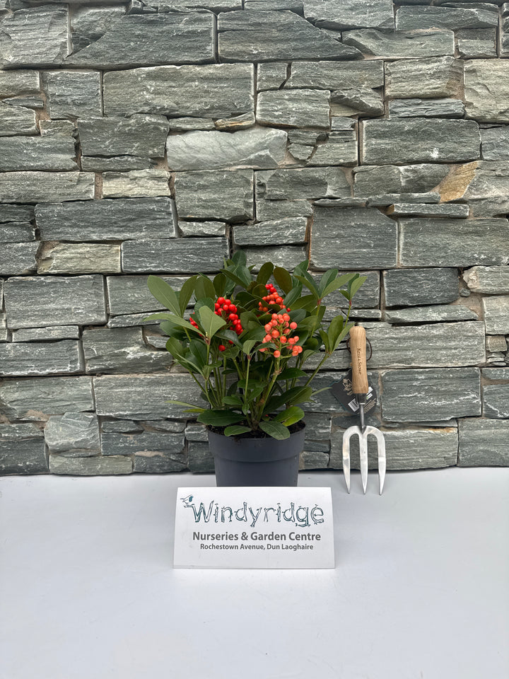 Skimmia jap. Temptation