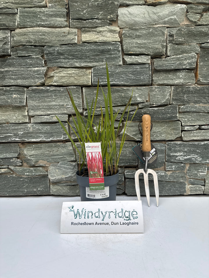 Japanese Blood Grass (Imperata cylindrica Red Baron)