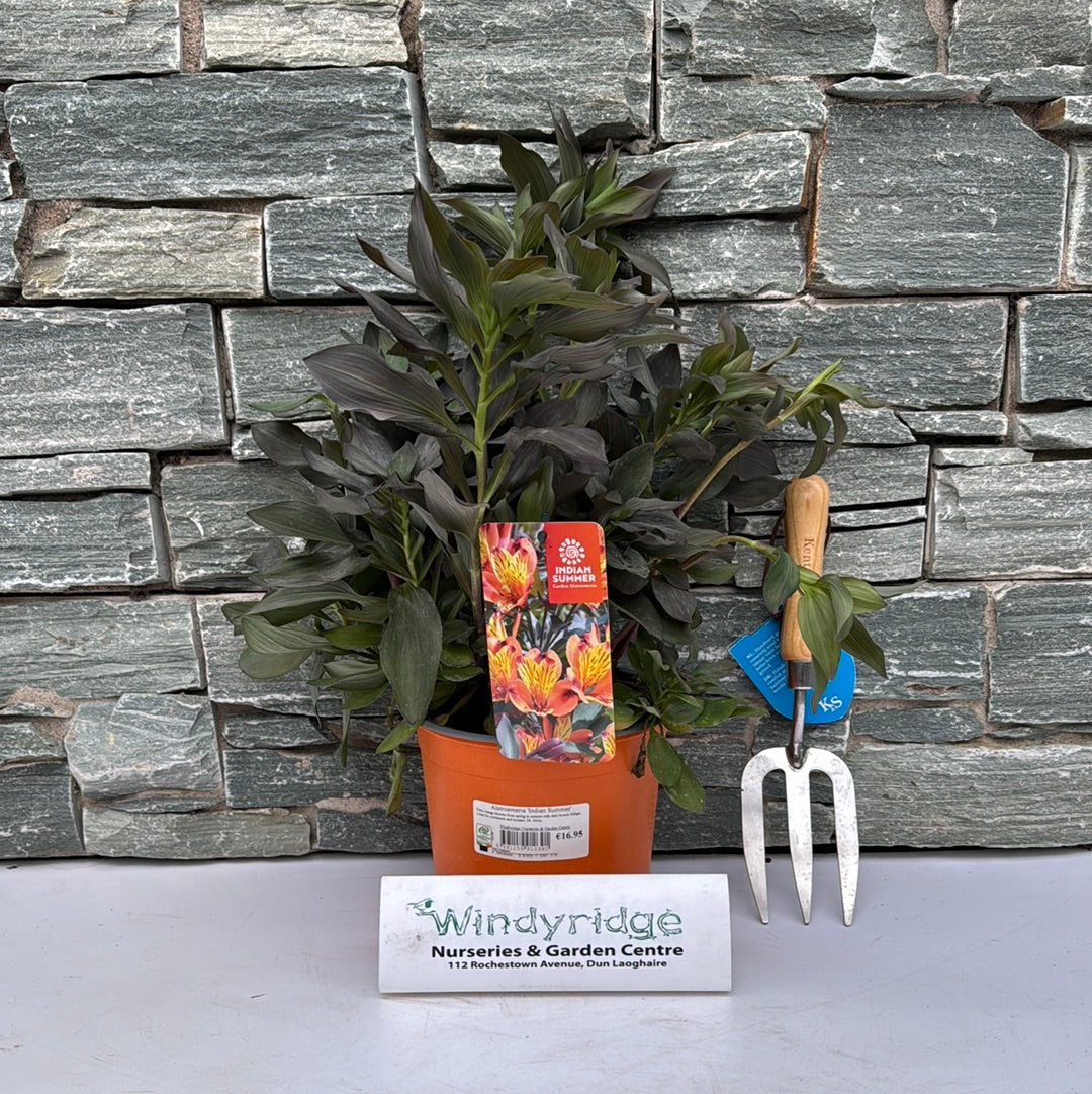 Alstroemeria Indian Summer