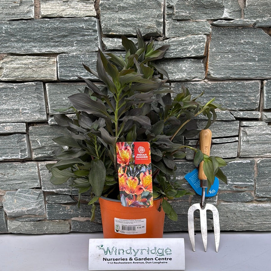 Alstroemeria Indian Summer 3Lt Pot - Herbaceous - Windyridge Garden Centre
