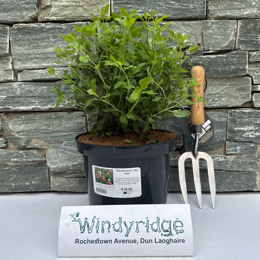 Salvia Micro. Hot Lips - Herbaceous - Windyridge Garden Centre