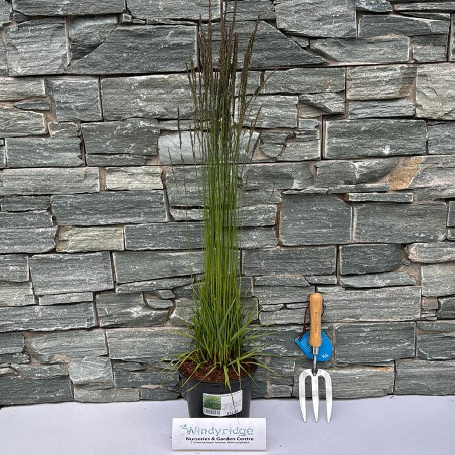 Molinia Caerulea Torch - Herbaceous - Windyridge Garden Centre