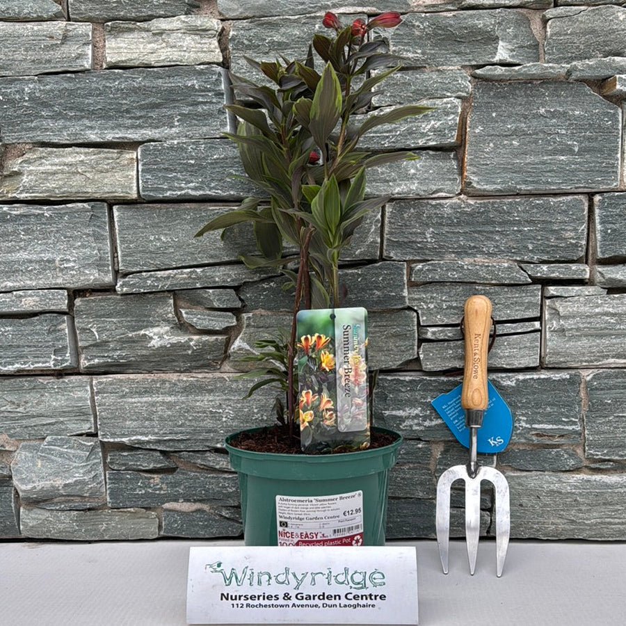 Alstroemeria Summer Breeze - Herbaceous - Windyridge Garden Centre