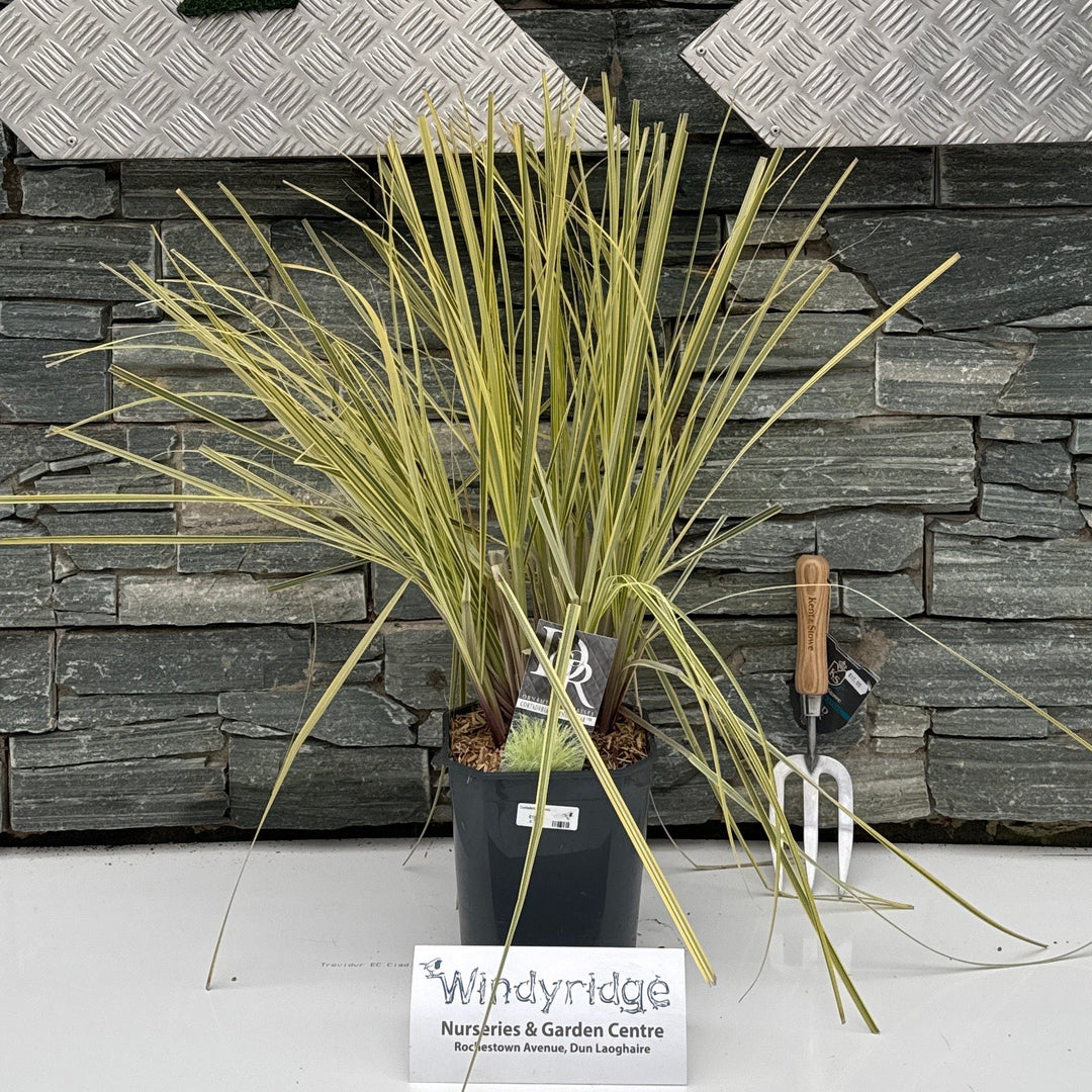 Cortaderia sell. mix