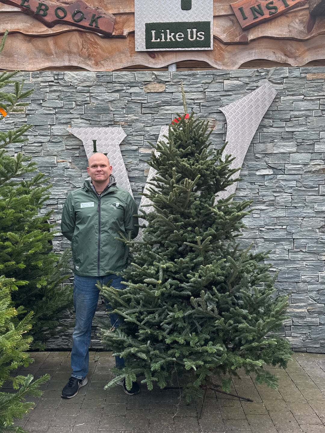 Christmas Tree Premium Fraser Red Label 6.7Ft-7.5Ft 200-250 - Christmas Trees - Windyridge Garden Centre