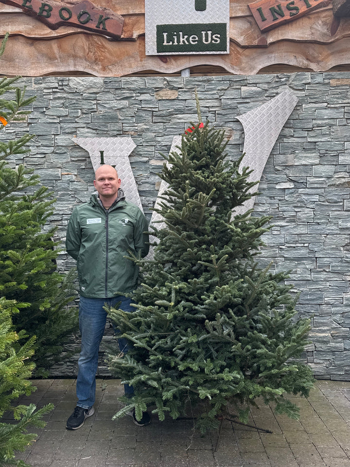 Christmas Tree Premium Fraser Red Label 6.7Ft-7.5Ft 200-250 - Christmas Trees - Windyridge Garden Centre