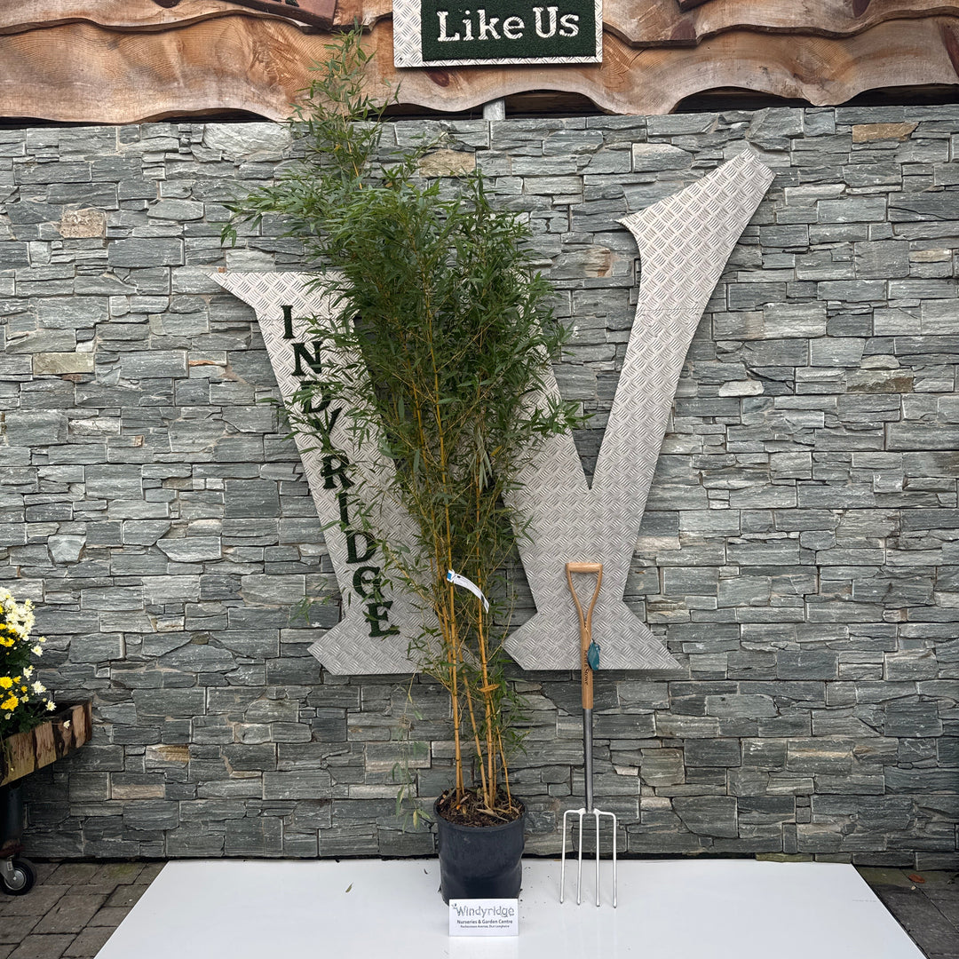 PHYLLOSTACHYS AUREOSULCATA  AUREOCAULIS CLT 18 H 200 - 250 CM