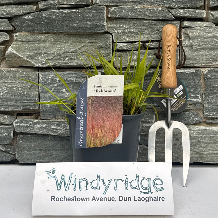 Panicum virg. Rehbraun  2L, square pot
