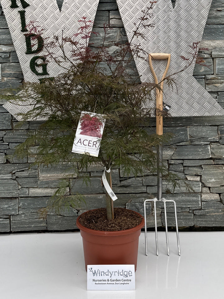 Acer pal. Garnet