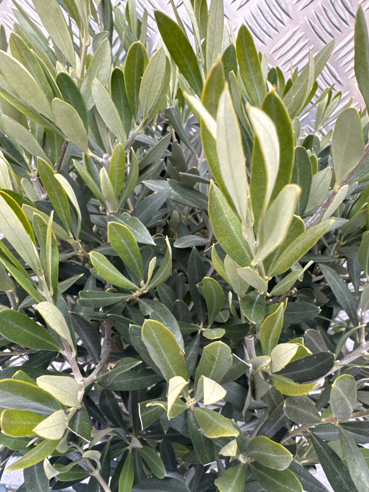 Olive Tree Olea europaea (28cm Pot)