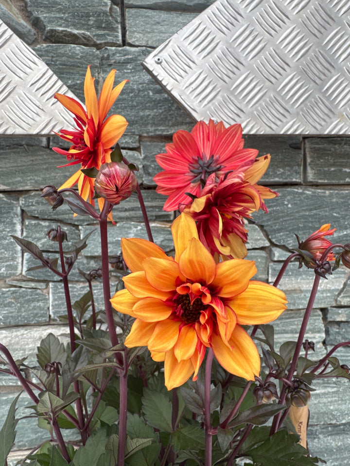 Dahlia Labella Grande Chocolate Amber