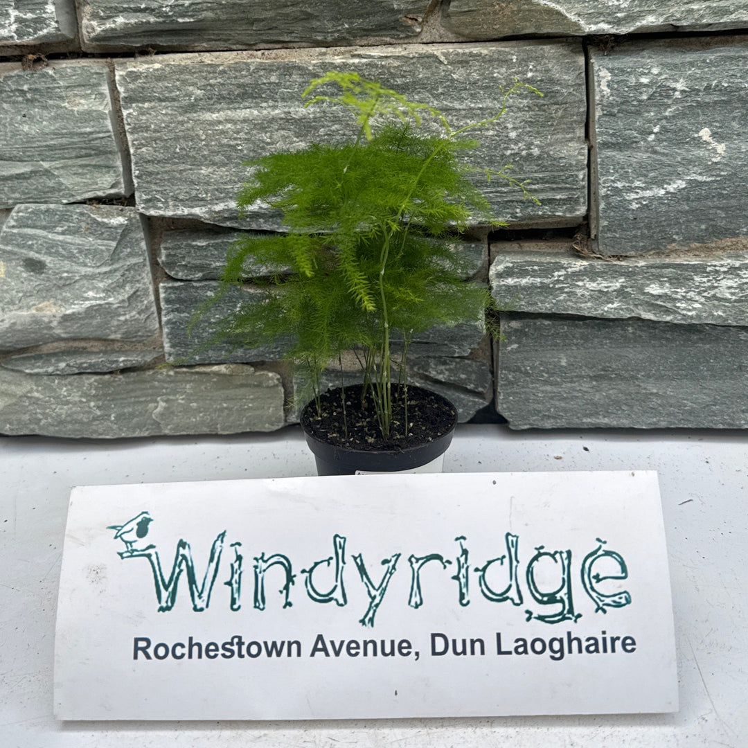 Asparagus setaceus 7cm Pot ( Asparagus Fern )