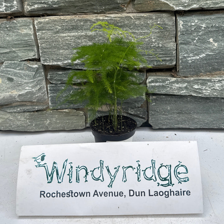 Asparagus setaceus 7cm Pot ( Asparagus Fern )