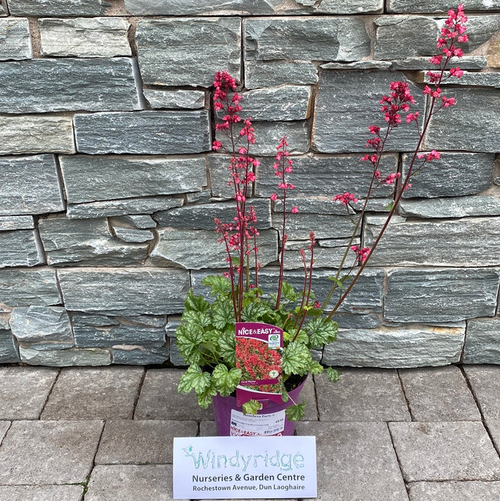 Coral Bells Heuchera Paris (2Ltr Pot)