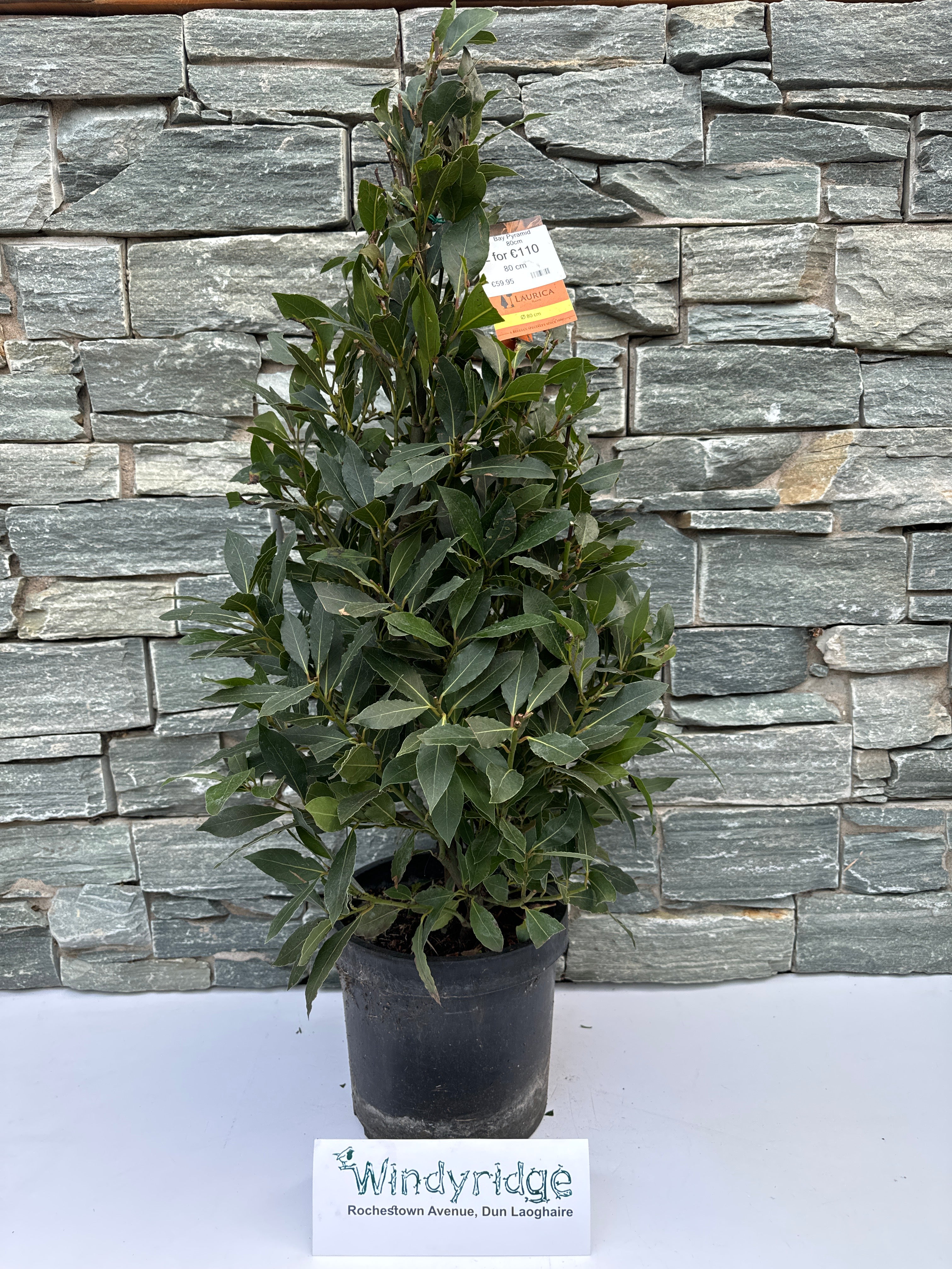 Robbie - Large – Windyridge Garden Centre