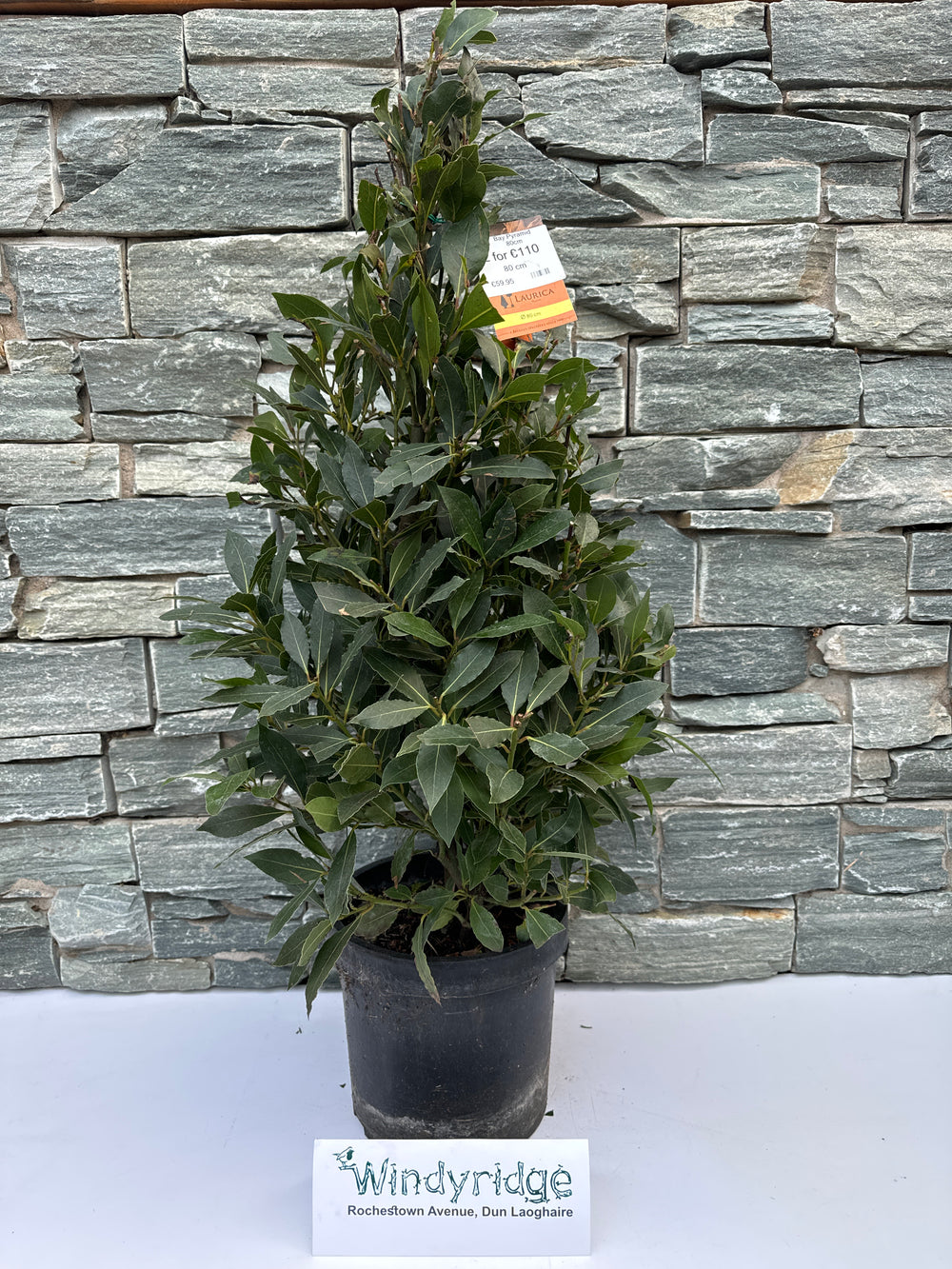 Bay Pyramid 80Cm- Standard Trees And Topiary - Windy Ridge Garden Centre