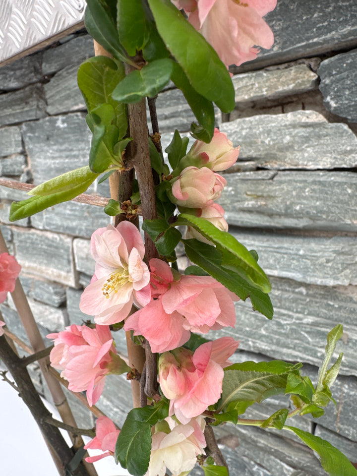 Chaenomeles Scarlet Storm - Climbers - Windyridge Garden Centre