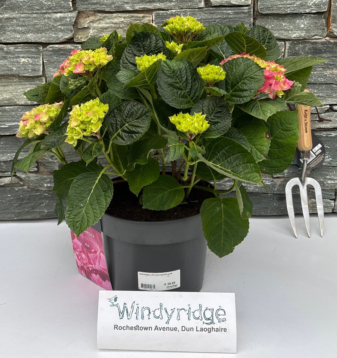 Hydrangea (JG) macrophylla pink P23