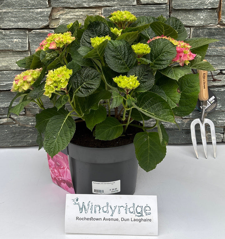 Hydrangea (JG) macrophylla pink P23
