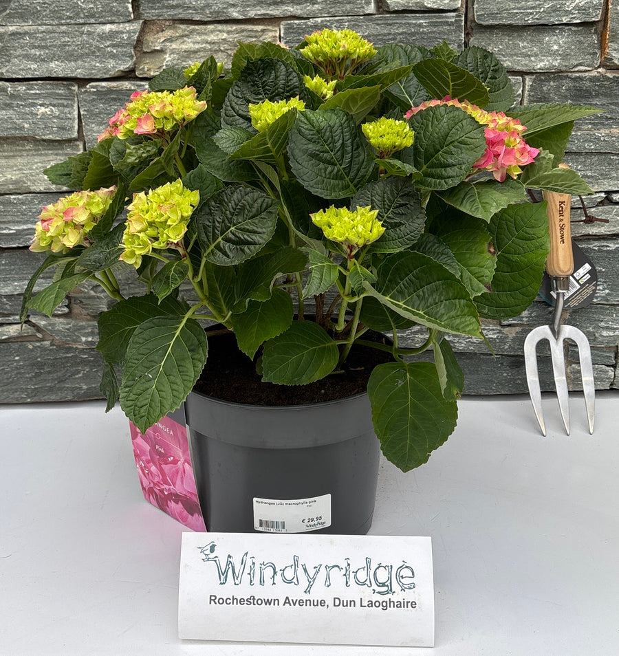 Hydrangea (JG) macrophylla pink P23