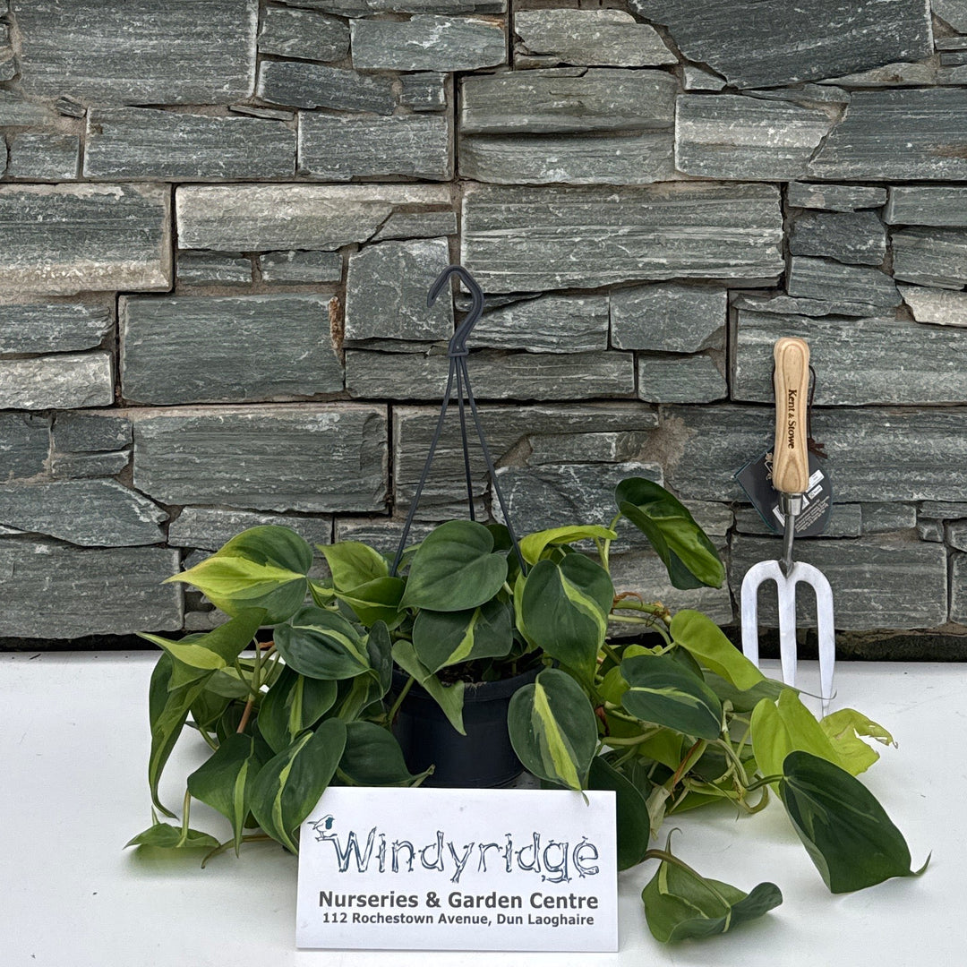 Philodendron scand. 'Brasil' 15cm