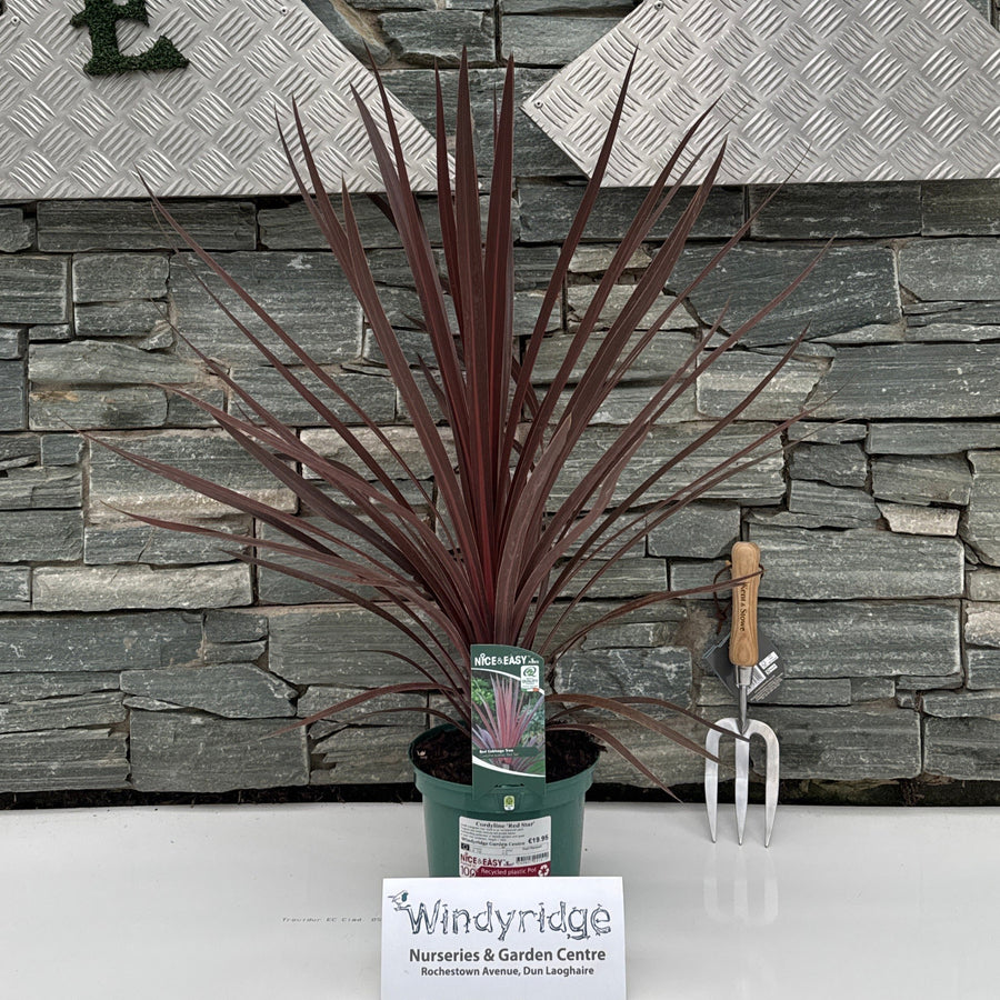 Cordyline Red Star