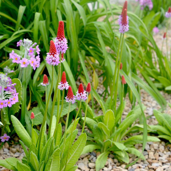 Primula Vialii Red Hot Poker - Bedding - Windyridge Garden Centre
