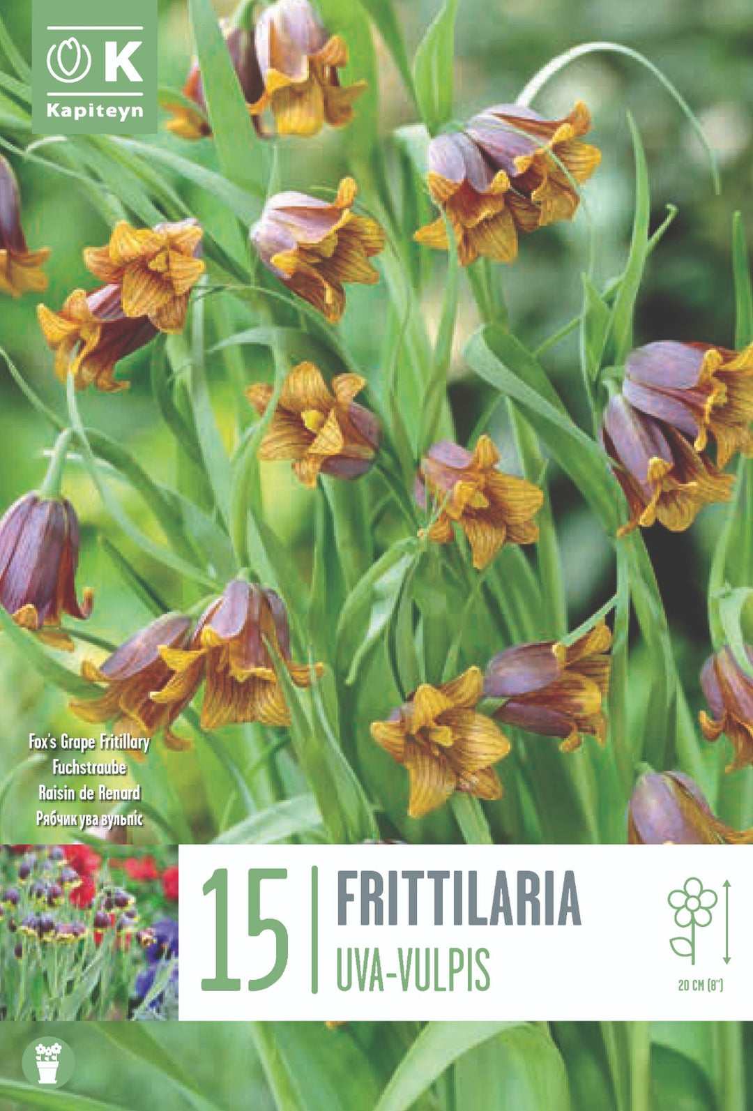 FRITIL UVA-VULPIS x15