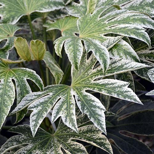 Fatsia Japonica Spiders Web - Shrubs - Windyridge Garden Centre
