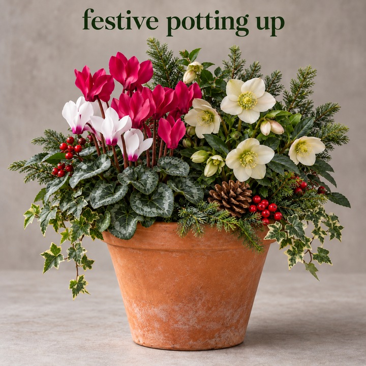Festive Potting up Saturday 21st November (10am)