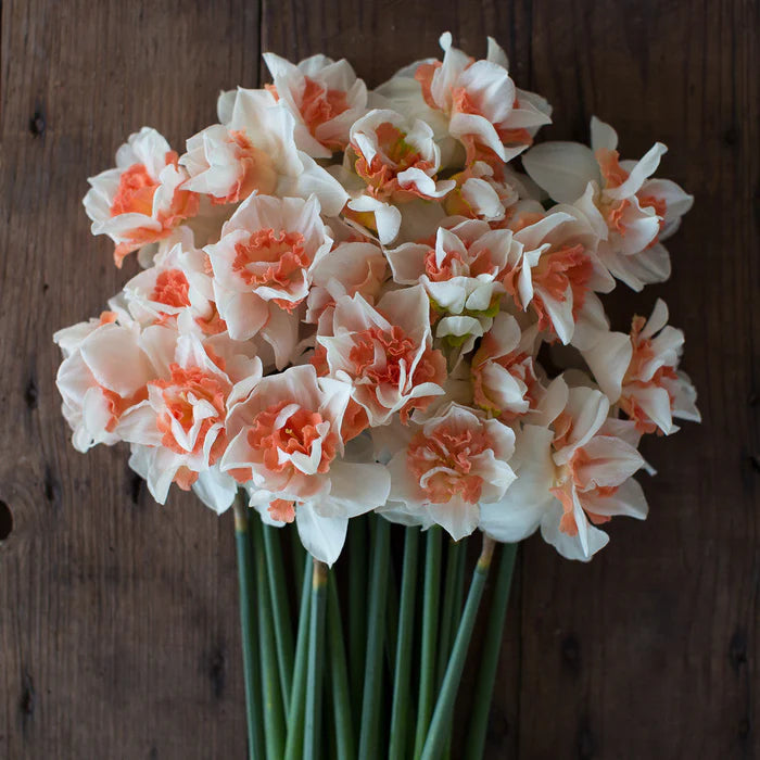 NARCISSUS REPLETE 10