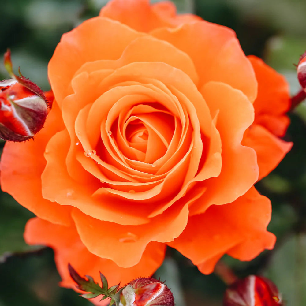 Rosa For You With Love - Roses - Windyridge Garden Centre