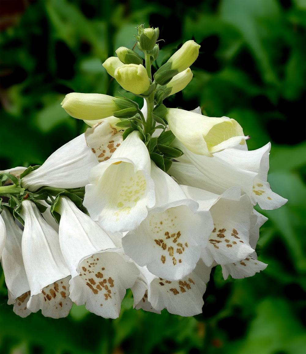 Digitalis Lucas White - Herbaceous - Windyridge Garden Centre