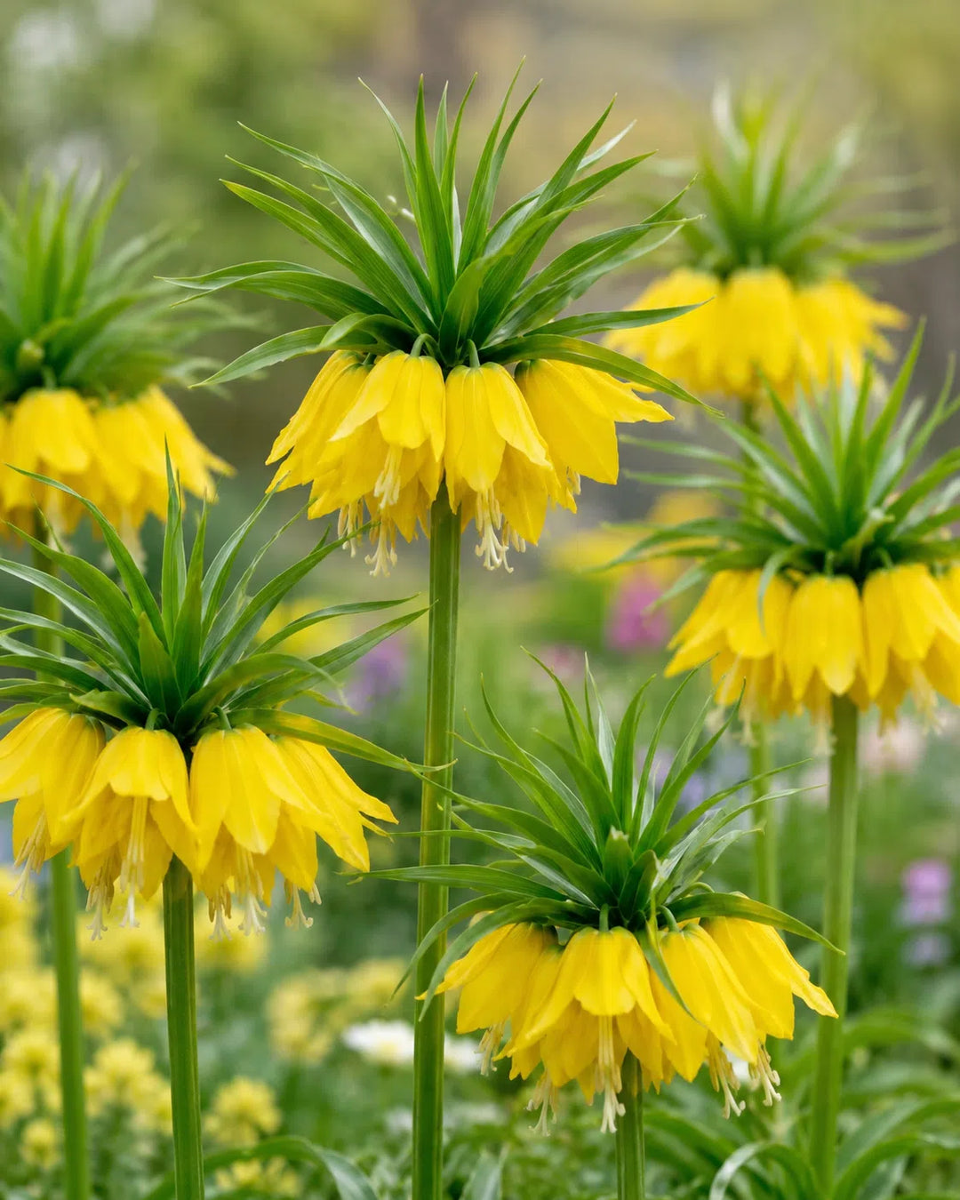 Fritillaria Imperialis Lutea