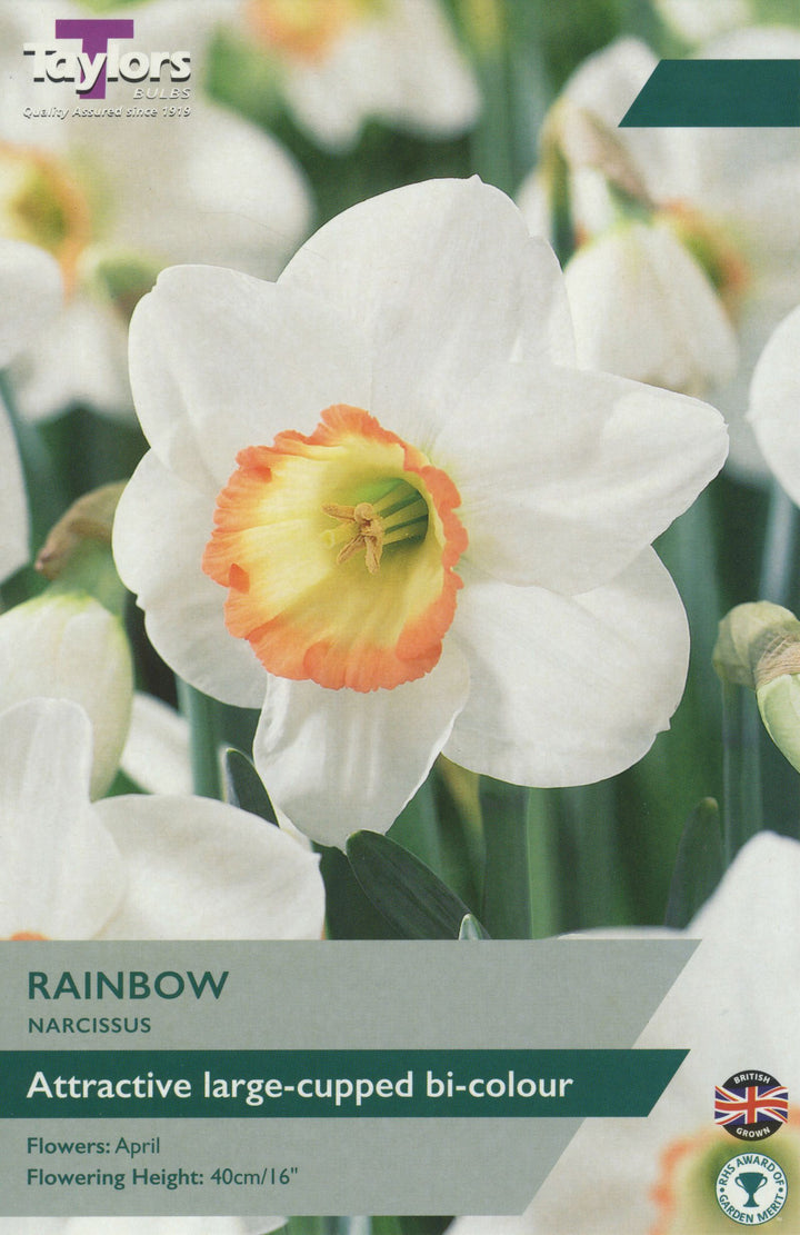 NARCISSUS RAINBOW X 8
