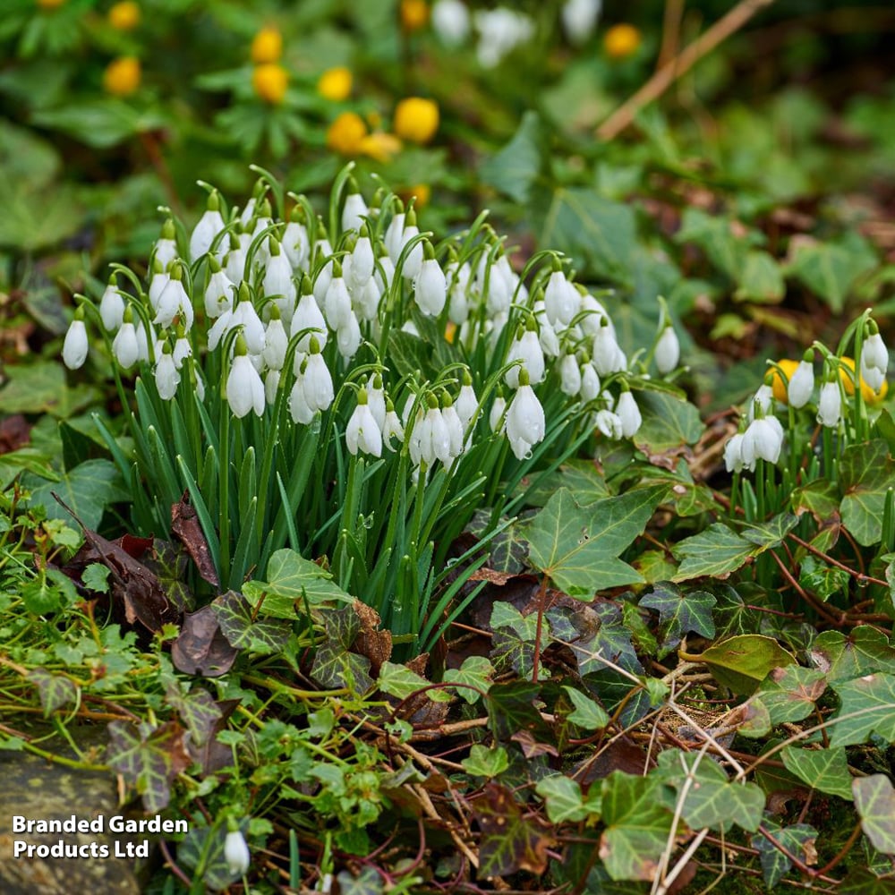 GALANTHUS SNOWDROPS WORONOWII 20