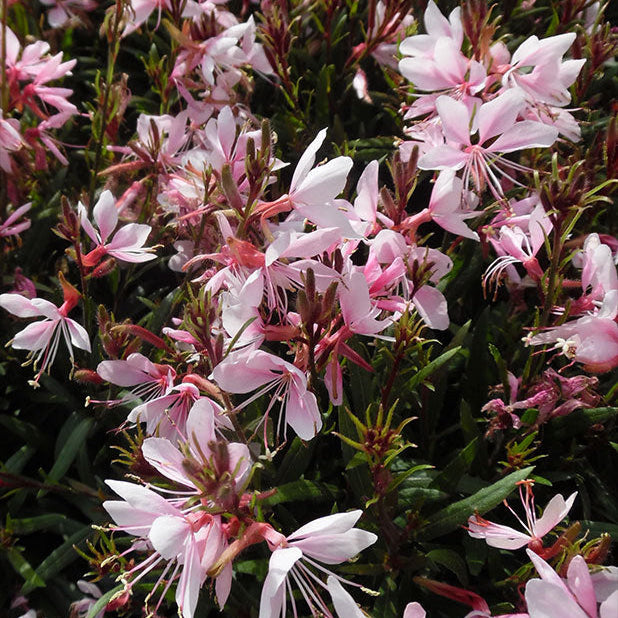 Close-up of pink and white flowers with a blurred background