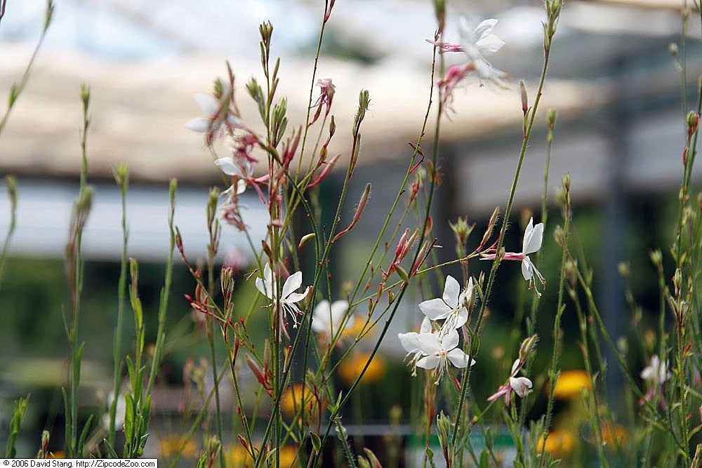 Gaura Whirling Butterflies - Herbaceous - Windyridge Garden Centre