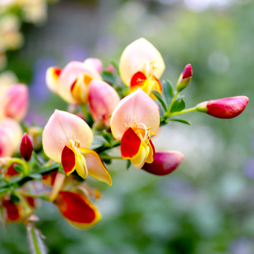 Cytisus Goldfinch - Shrubs - Windyridge Garden Centre