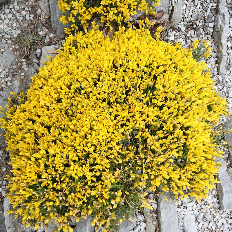 Genista Lydia - Shrubs - Windyridge Garden Centre