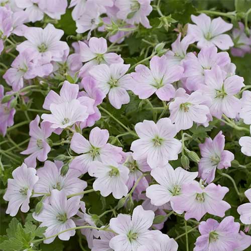Geranium 'Dreamland' - Herbaceous - Windyridge Garden Centre