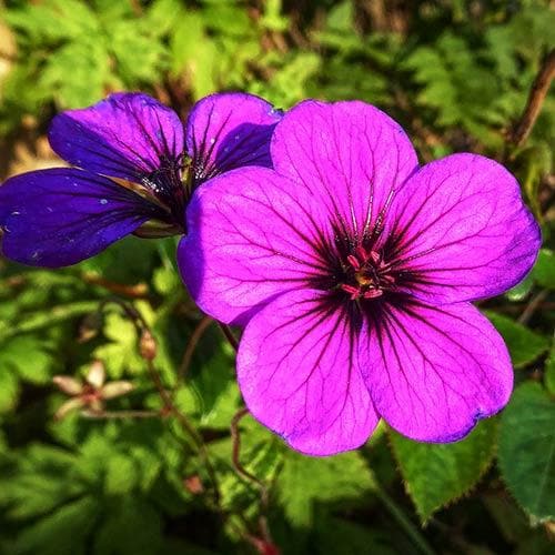 Geranium Anne Thomson
