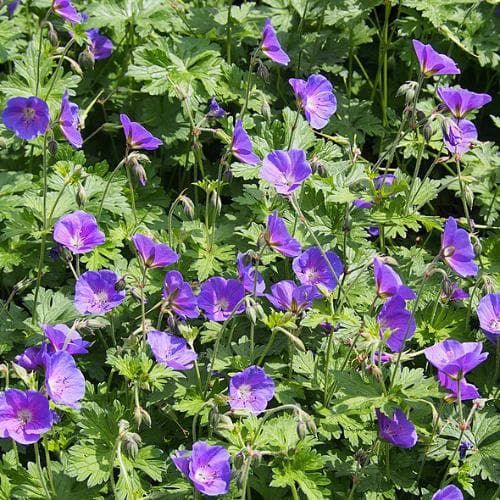 Geranium 'Johnson'S Blue' - Herbaceous - Windyridge Garden Centre