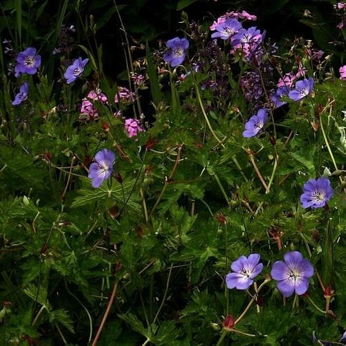 Geranium Rozanne Rp 3Ltr - Herbaceous - Windyridge Garden Centre