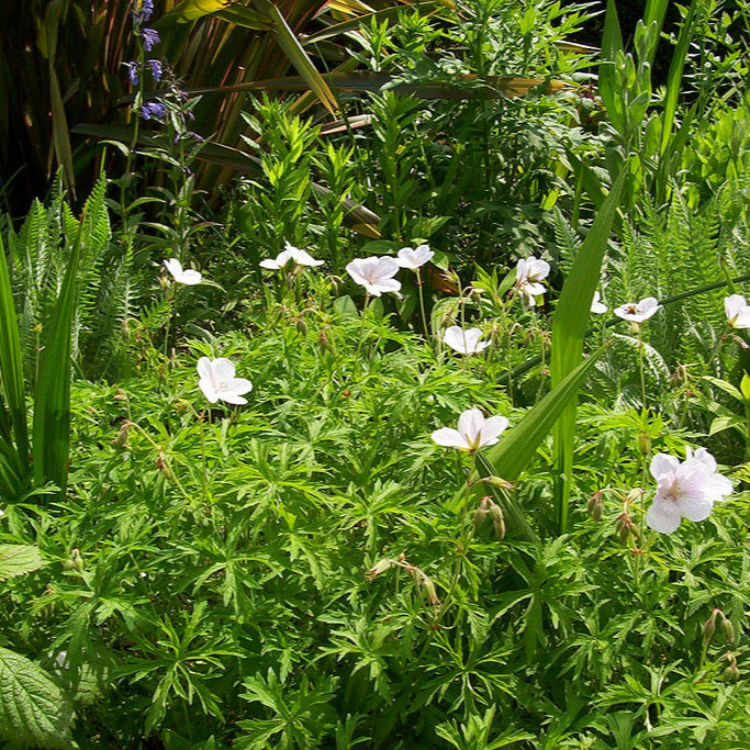Geranium Coombland White